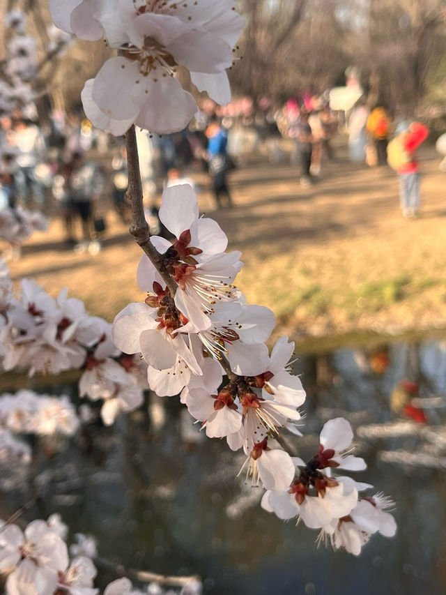 奧森桃花谷的桃花劫～
