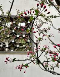 閘北公園更值得去拍春花的三大理由