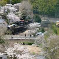 福岡南蔵院臥佛櫻花季