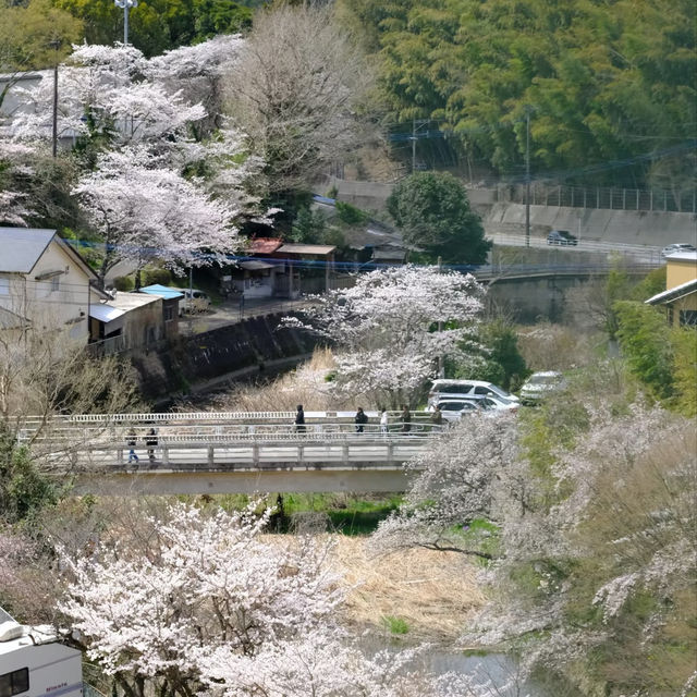 福岡南蔵院臥佛櫻花季