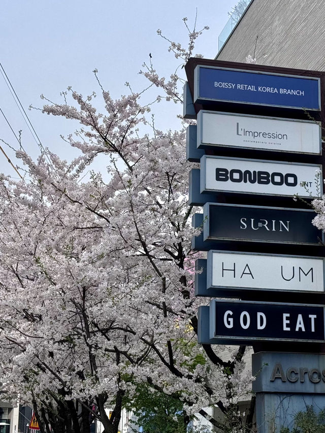 延遲五個月，仍回味首爾櫻花季🌸