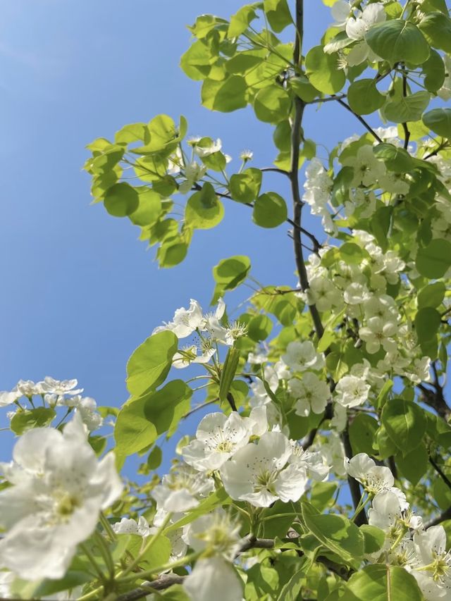 北京梨花季｜勇闖春日限定「雪國秘境」