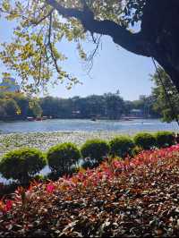 Liwan lake park blossoms 
