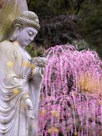 永嘉普安禪寺“龍梅”花已開，真的美哭我了