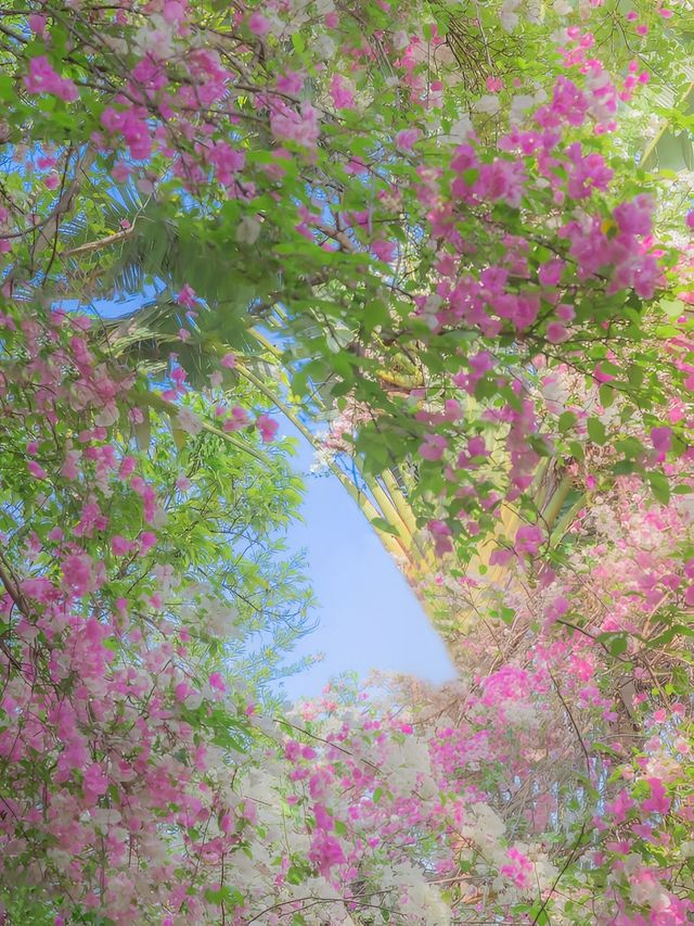 在園博園，看到了春日賞花天花板