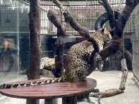 深圳野生動物園玩轉攻略，萌獸奇遇之旅