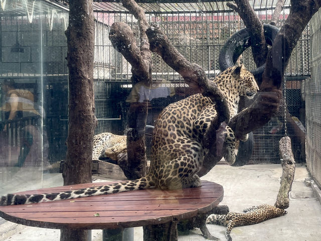 深圳野生動物園玩轉攻略，萌獸奇遇之旅