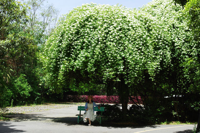 超級小眾的七里香花瀑和花廊，基本上沒有人