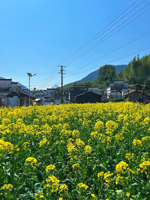 韓劇同款油菜花海|春日婺源超全旅遊攻略