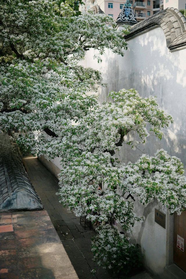 在三坊七巷住到了絕美花景房是什麼體驗！