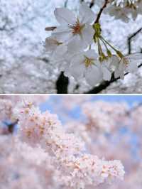 名古屋賞櫻～很多人都不知道的這幾處小眾賞櫻地真是太美了！