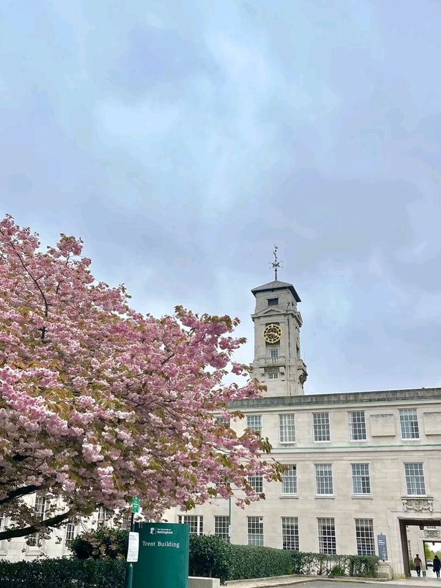 Nottingham in Cherry Blossom Season 🌸💫✨