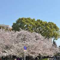 名古屋私藏櫻花地圖｜鶴舞公園的春日心動密碼