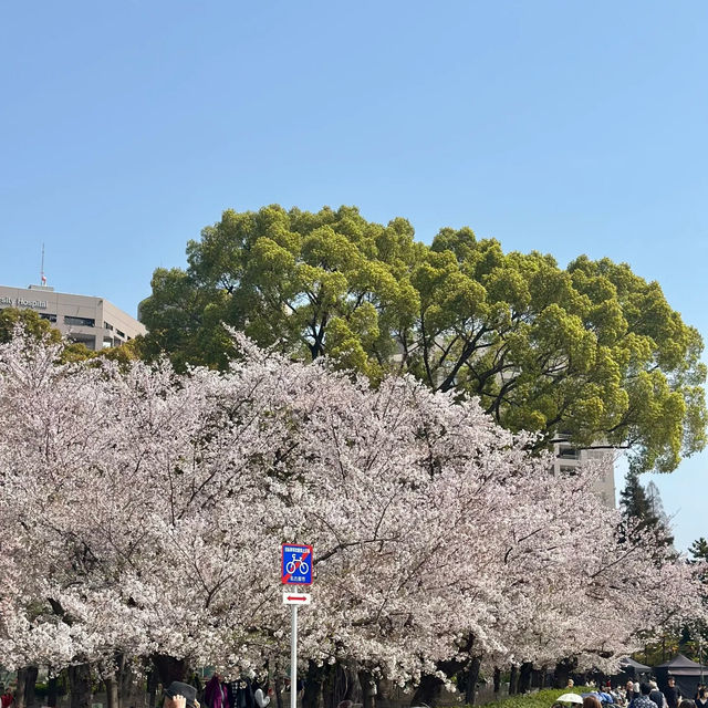 名古屋私藏櫻花地圖｜鶴舞公園的春日心動密碼