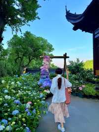永福寺繡球 寺院花展 . -杭州永福寺嘅繡球花一般喺5月至6月盛開，今年永福寺嘅繡球花展從5月15