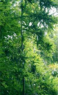 宮崎駿的夏日風情，半醉於竹茶之間