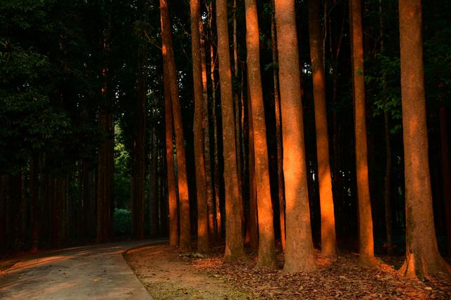 西雙版納熱帶植物園：熱帶植物王國