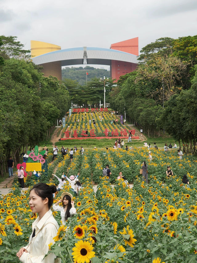 深圳寶子們快看！市民中心藏了片「現實版陽光畫布」🌻✨五一假期誤闖這片向日葵花海，直接被美到走不動路！
