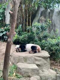 從北京朝陽奔赴新加坡河川生態園，我看到了什麼？