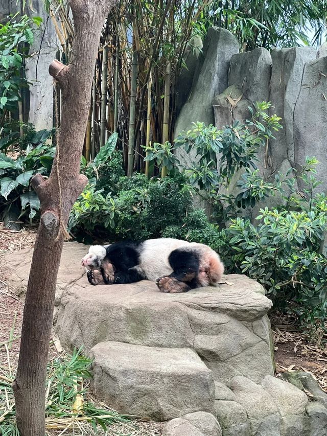 從北京朝陽奔赴新加坡河川生態園，我看到了什麼？