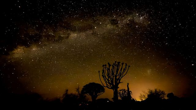 跟團實錄｜夕陽下的箭袋樹獨有的使命感