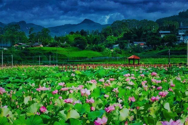普洱夏日賞荷聖地，「荷」你浪漫相約！