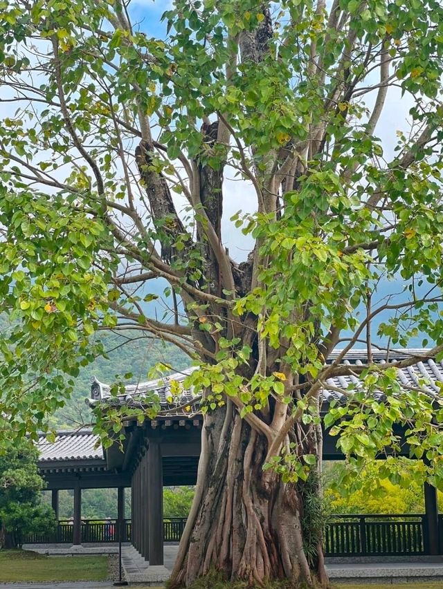 從澳門出發到香港慈山寺交通攻略 