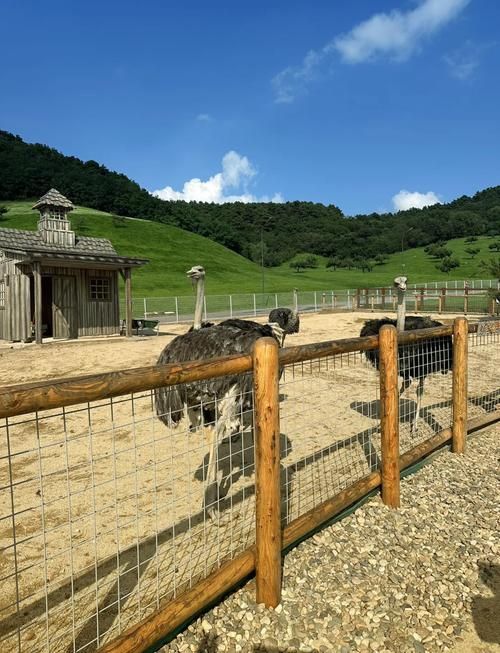 逃離城市計劃！通遼「雲端自駕車露營地」攻略來啦～氛圍感爆棚，承包你的詩與遠方！✨🌲