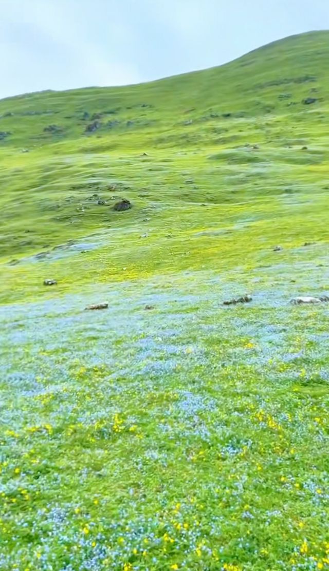 「東川二海草原：昆明北境的隱秘綠野仙蹤」