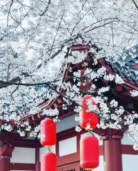 武漢櫻花暴擊！東湖呢場粉紅雪崩，靚到犯規