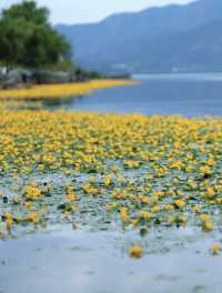 西昌邛海荇菜花觀賞攻略 | 邂逅金色花海