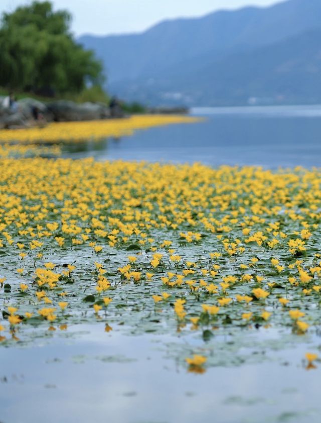 西昌邛海荇菜花觀賞攻略 | 邂逅金色花海
