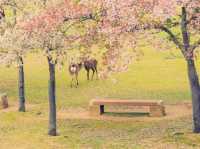 大阪近郊隱世桃源！奈良公園與鹿群共遊的治愈時光】**  