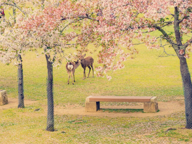大阪近郊隱世桃源！奈良公園與鹿群共遊的治愈時光】**  