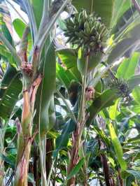 ✅ Global innovations – See how China leads in smart agriculture!