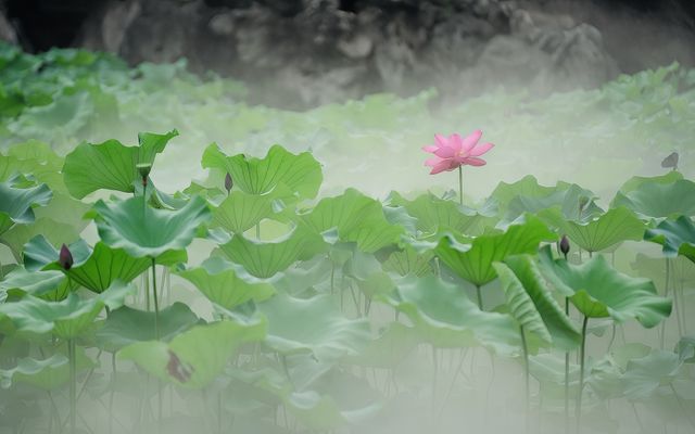 接天蓮葉無窮碧 | 古猗園賞荷攻略