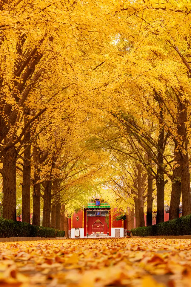 週末去哪？這份秋日漫步指南請收好