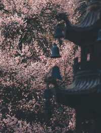 昆明周邊冷門古剎 | 8元打卡600年盤龍寺！