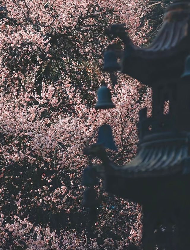 昆明周邊冷門古剎 | 8元打卡600年盤龍寺！