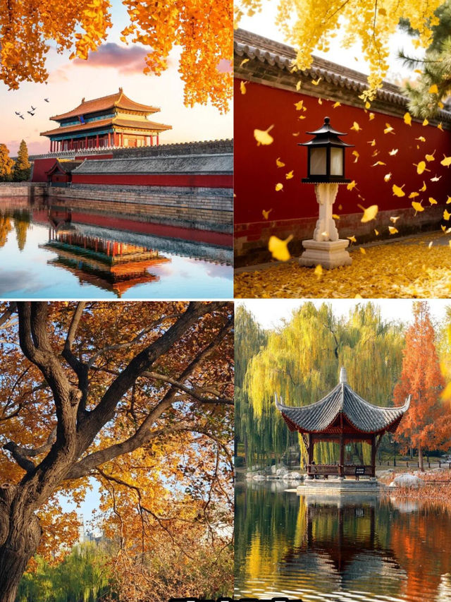 北京秋日封神！“北平”的溫柔濾鏡已上線