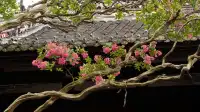 園愛紫薇：清溪園