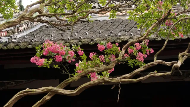 園愛紫薇：清溪園
