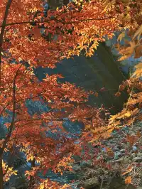 秋季本溪十月賞楓葉（附攻略）人比楓葉多
