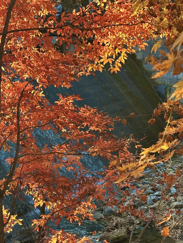 秋季本溪十月賞楓葉（附攻略）人比楓葉多