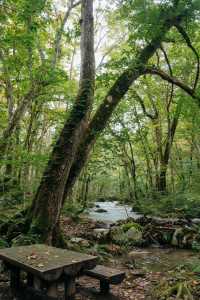 青森奧入瀨溪流+十和田湖一日散步路線