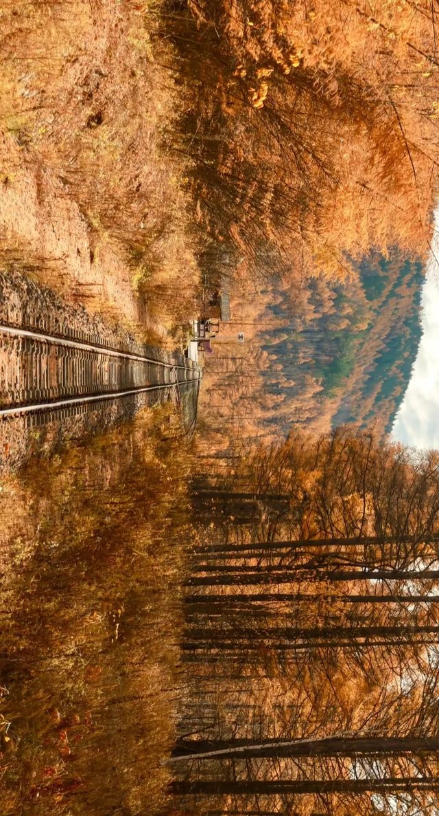 最美秋色——大興安嶺