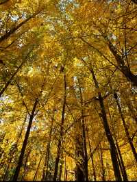 淄博白石洞11月遊玩攻略:邂逅千年銀杏之美