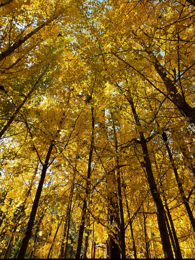 淄博白石洞11月遊玩攻略:邂逅千年銀杏之美 淄博白石洞11月遊玩攻略:邂逅千年銀杏之美