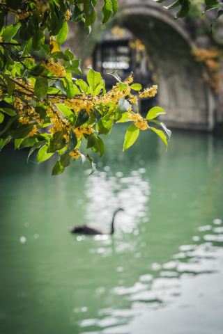 Late Autumn Off-Peak in Wuzhen｜Encountering the Gentlest Farewell of Jiangnan