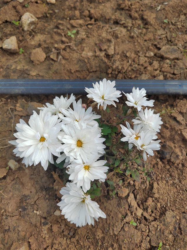 秋日賞菊絕佳地 秋日賞菊絕佳地